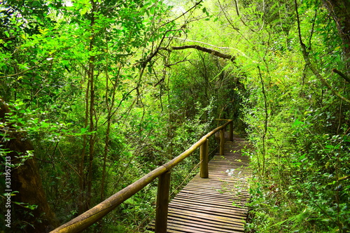 LA PUREZA DEL BOSQUE