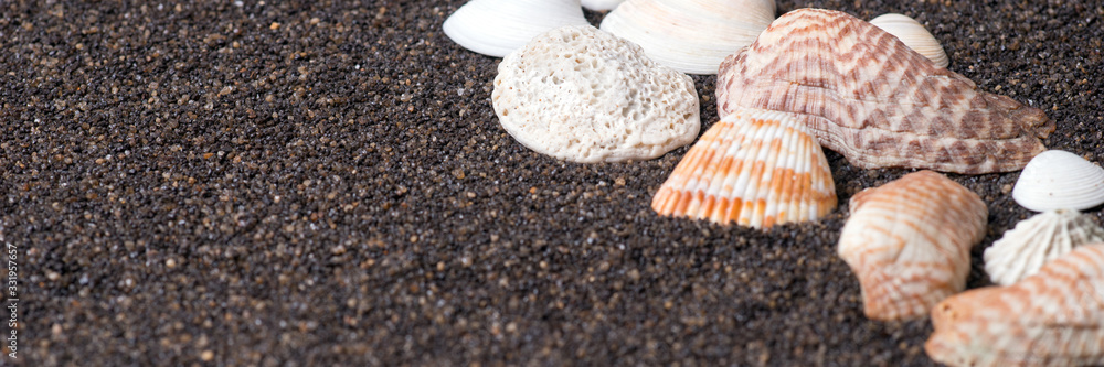 Panoramic image of seashells on dark sand beach Panoramic image of seashells on dark sand beach
