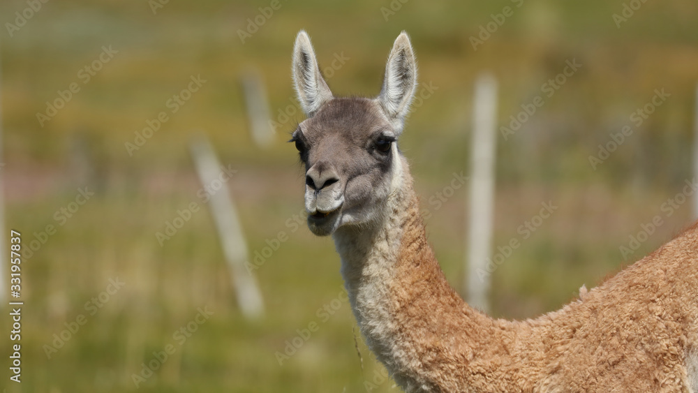 Guanaco Guanaco