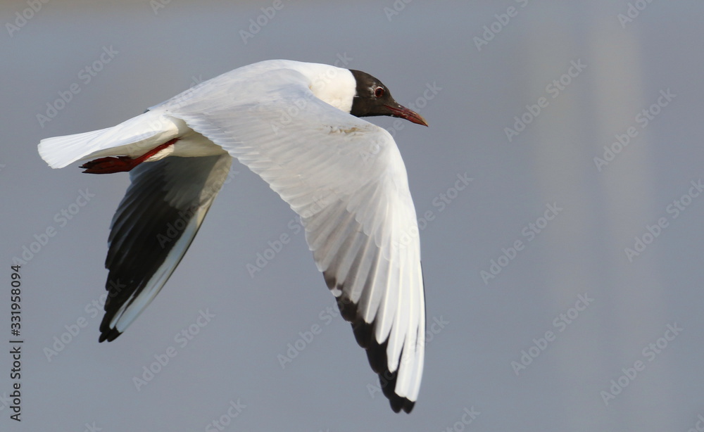 Black-headed gull in flight, Larus ridibundus Black-headed gull in flight, Larus ridibundus