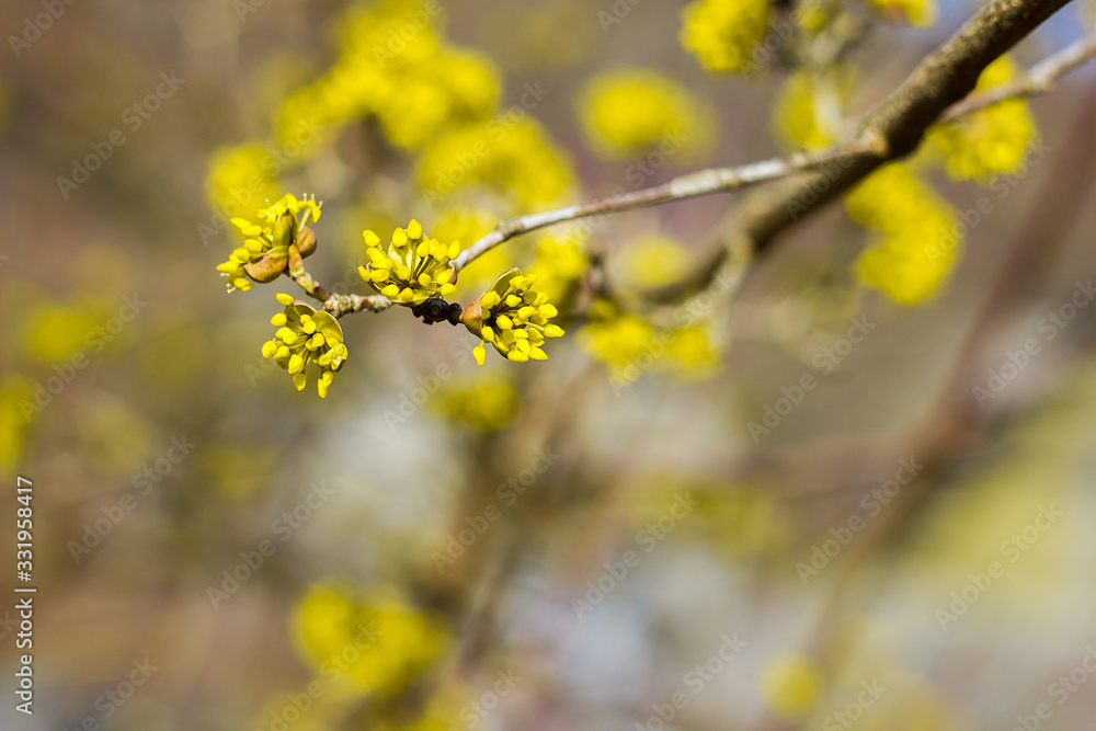The first spring flowers on trees and shrubs, blooming buds, partial blur, awakening of nature The first spring flowers on trees and shrubs, blooming buds, partial blur, awakening of nature