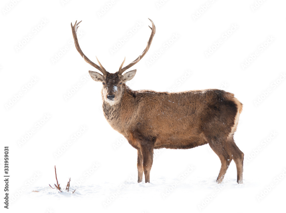 Deer is isolated on a white background standing on white snow. Deer is isolated on a white background standing on white snow.