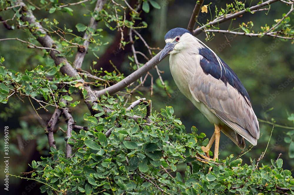 Night heron spending the day on a tree Night heron spending the day on a tree
