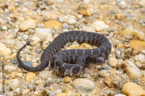 Fotografija Baby northern water snake - Nerodia sipedon