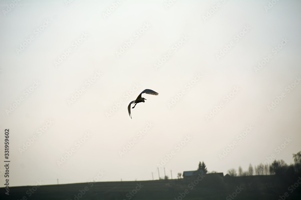 A white heron that escaped from me A white heron that escaped from me
