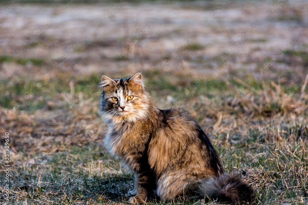 Portrait photography of a cat Portrait photography of a cat