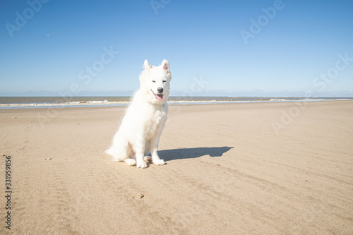 samoyed dog on the beach in netherland