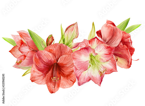 Watercolor illustration. Hippeastrum flowers are pink-red with buds gathered in a bouquet on a white background.