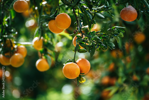 Photos Tangerine sunny garden