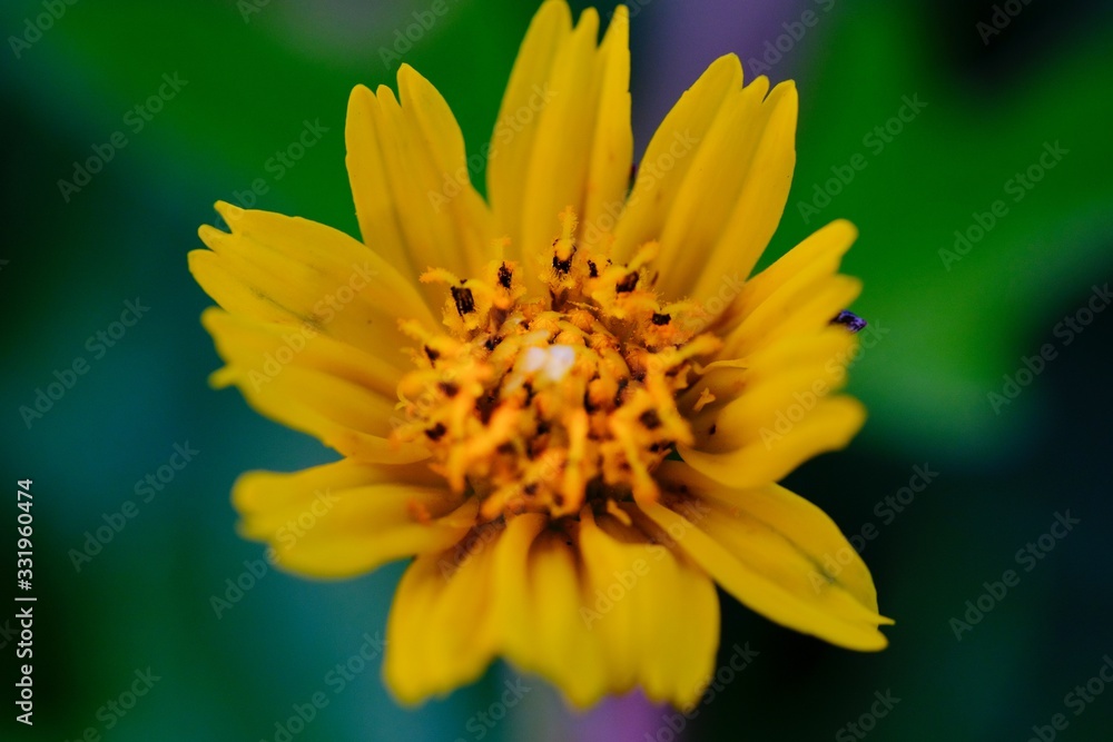 Jacobaea vulgaris , ragwort, common ragwort , stinking willie, tansy ragwort, benweed Jacobaea vulgaris , ragwort, common ragwort , stinking willie, tansy ragwort, benweed