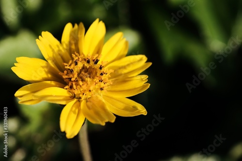 Jacobaea vulgaris , ragwort, common ragwort , stinking willie, tansy ragwort, benweed