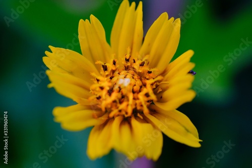 Jacobaea vulgaris , ragwort, common ragwort , stinking willie, tansy ragwort, benweed