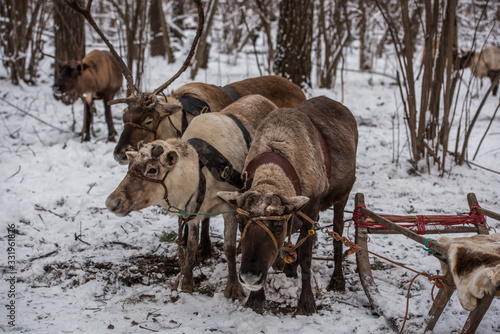 Winter three deer stand harnessed to a sled