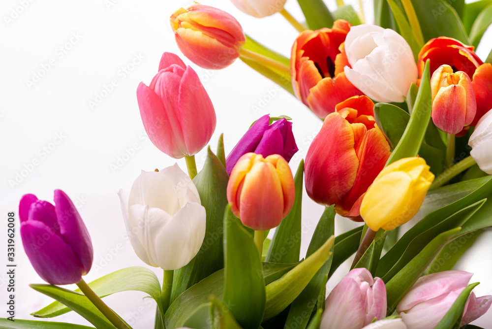 Multicolored tulips on a white background. Bouquet of spring flowers. Isolate on white background Multicolored tulips on a white background. Bouquet of spring flowers. Isolate on white background
