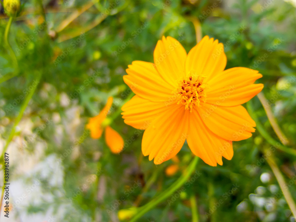 Yellow Star Yellow Flower. Yellow Star Yellow Flower.
