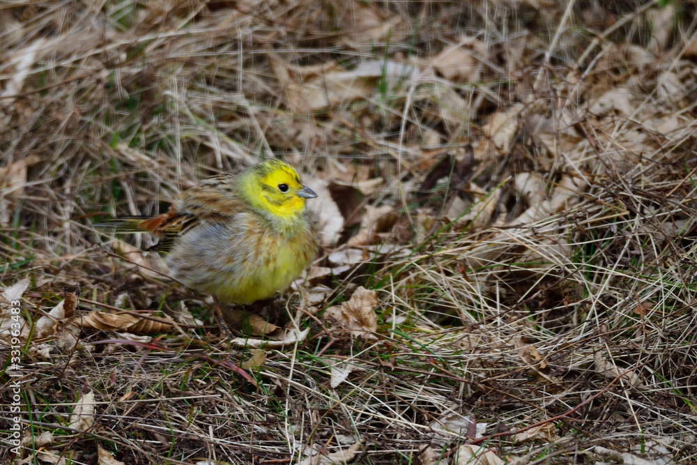 Goldammer Männchen im Frühjahr Goldammer Männchen im Frühjahr