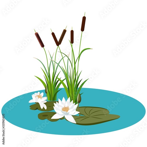 White water lily and bunch of reeds in water vector illustration