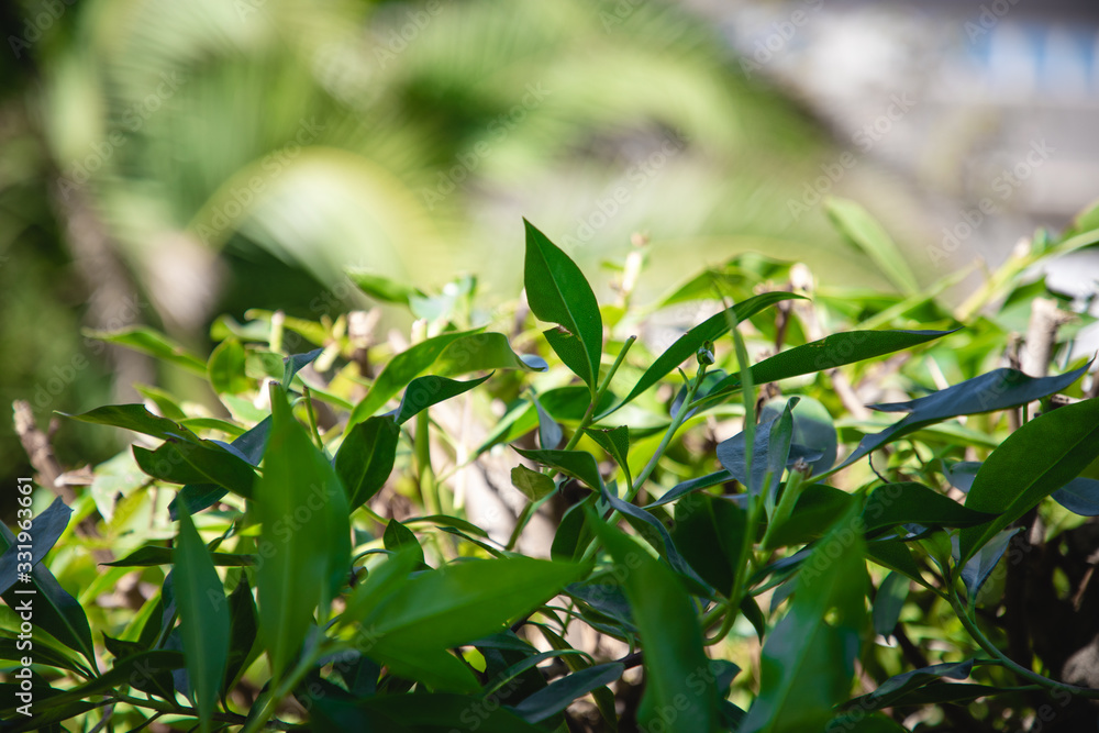 green bushes