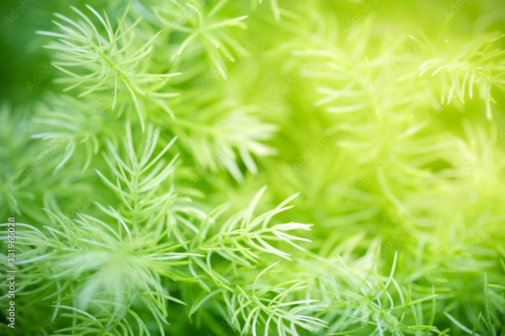 Amazing nature view of green leaf on blurred greenery background in garden and sunlight with copy space using as background natural green plants landscape, ecology, fresh wallpaper concept. Amazing nature view of green leaf on blurred greenery background in garden and sunlight with copy space using as background natural green plants landscape, ecology, fresh wallpaper concept.