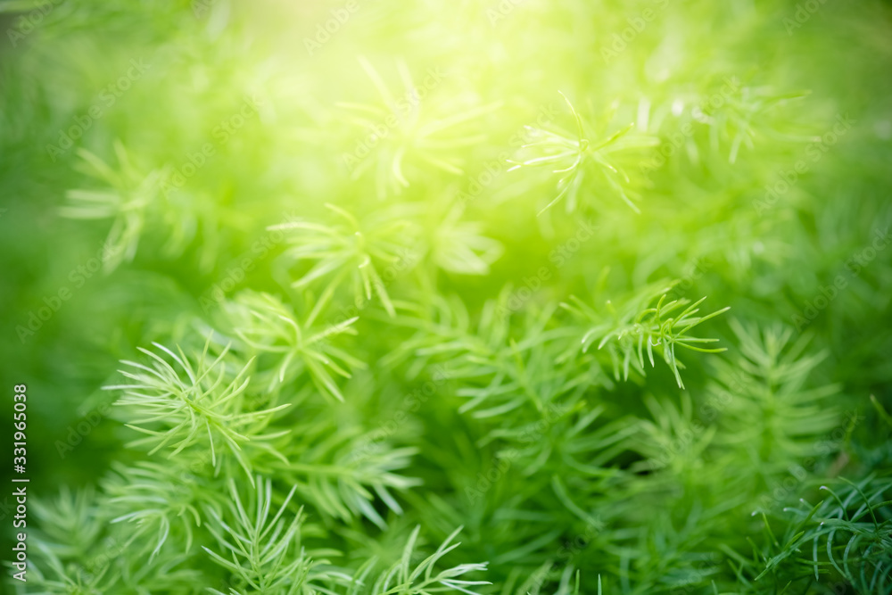 Amazing nature view of green leaf on blurred greenery background in garden and sunlight with copy space using as background natural green plants landscape, ecology, fresh wallpaper concept. Amazing nature view of green leaf on blurred greenery background in garden and sunlight with copy space using as background natural green plants landscape, ecology, fresh wallpaper concept.