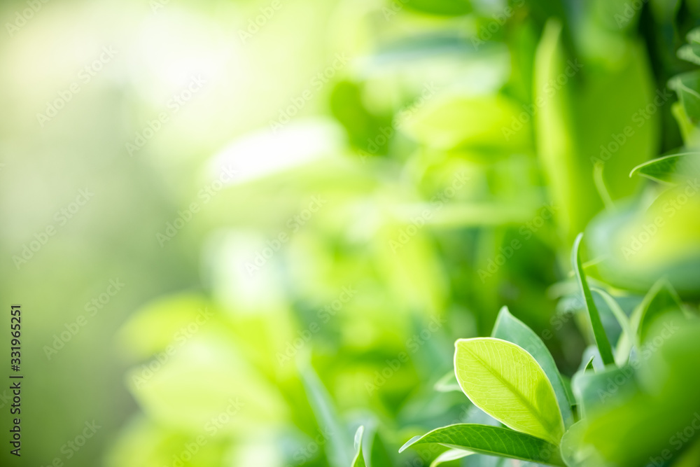 Amazing nature view of green leaf on blurred greenery background in garden and sunlight with copy space using as background natural green plants landscape, ecology, fresh wallpaper concept. Amazing nature view of green leaf on blurred greenery background in garden and sunlight with copy space using as background natural green plants landscape, ecology, fresh wallpaper concept.