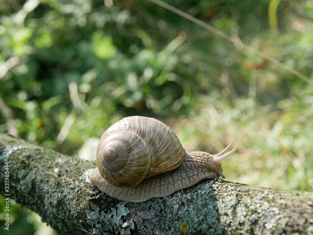 Helix pomatia, common names of the Roman snail, Burgundy snail, edible snail or escargot, is a species of the Helicidae family. Helix pomatia mollusk in nature. Helix pomatia, common names of the Roman snail, Burgundy snail, edible snail or escargot, is a species of the Helicidae family. Helix pomatia mollusk in nature.