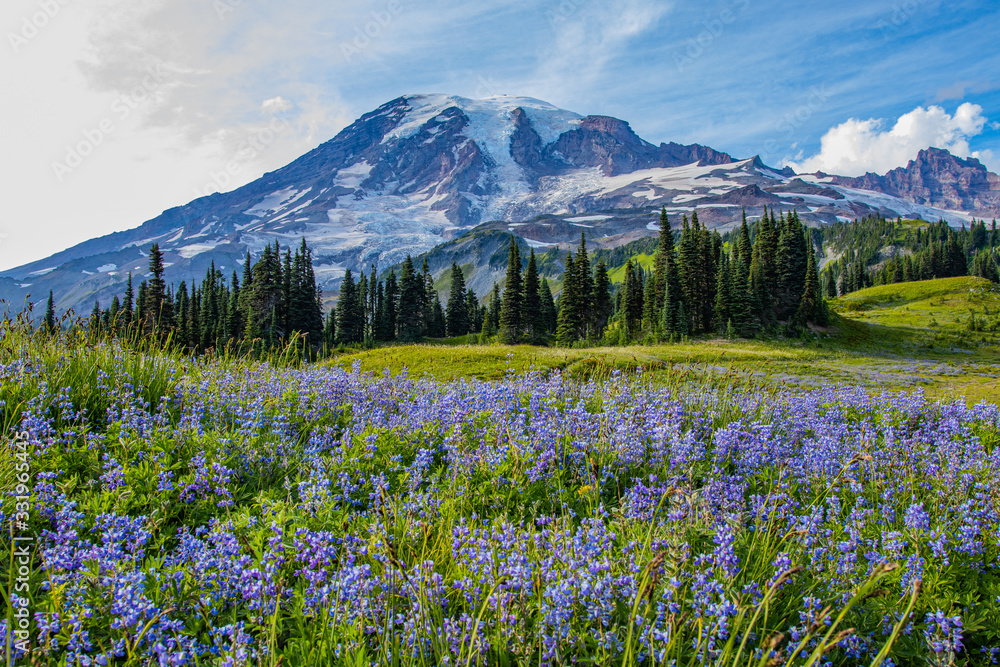 Naklejka premium Summer in Paradise area, Mount Rainier, Washington st