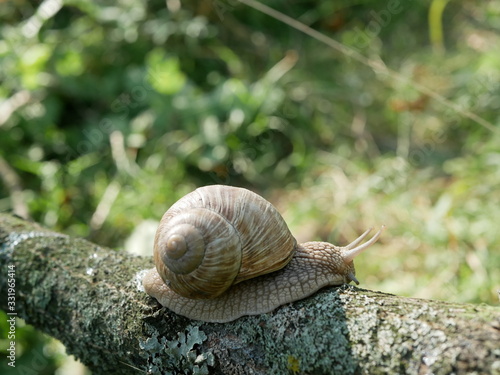 Helix pomatia, common names of the Roman snail, Burgundy snail, edible snail or escargot, is a species of the Helicidae family. Helix pomatia mollusk in nature.