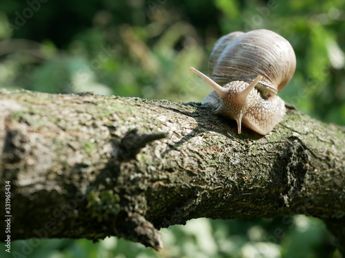 Helix pomatia, common names of the Roman snail, Burgundy snail, edible snail or escargot, is a species of the Helicidae family. Helix pomatia mollusk in nature. photo