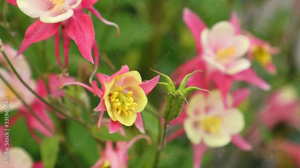 Fototapeta premium La aguileña