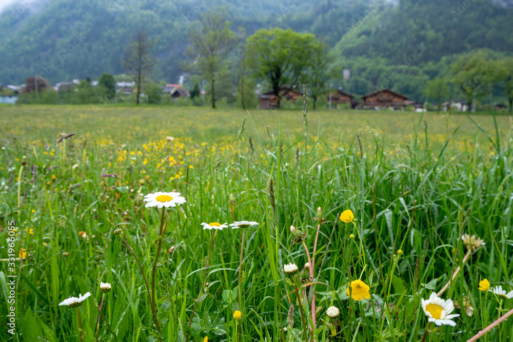 Cute small white flowers in fresh green field for background, copy space, wallpaper Cute small white flowers in fresh green field for background, copy space, wallpaper