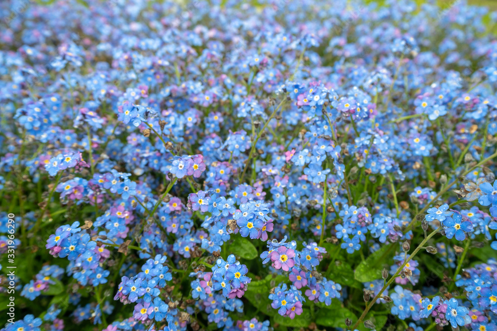 Close up pretty small blue flowers in fresh green field for background, copy space, wallpaper Close up pretty small blue flowers in fresh green field for background, copy space, wallpaper