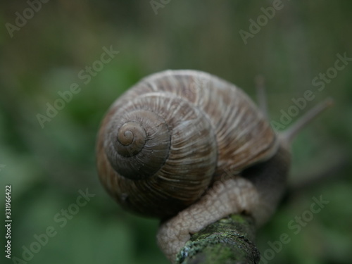 Close-up view of a crawling snail, blurred green background