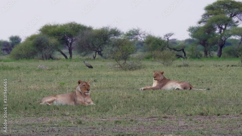 A pair of adult lions rest in the dry savannah plains of Botswana. Long shot, telephoto. A pair of adult lions rest in the dry savannah plains of Botswana. Long shot, telephoto.