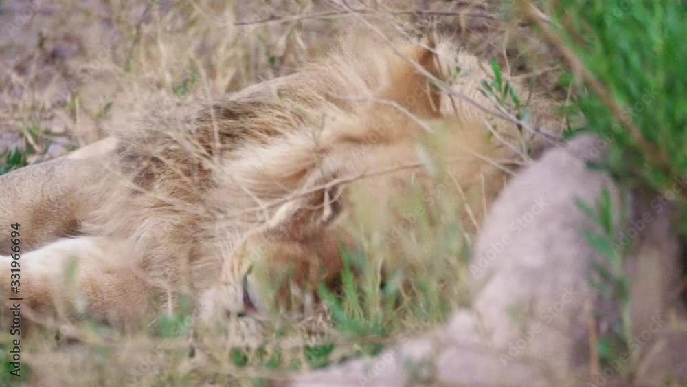 Tired lion lays down in the tall grass for a nap. Telephoto close up shot. Tired lion lays down in the tall grass for a nap. Telephoto close up shot.