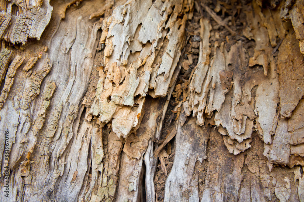 The texture of the old destroyed tree. Background for nature and plants. The texture of the old destroyed tree. Background for nature and plants.