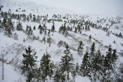 Karpaty mountains with the forest during the winter, Dragobrat
