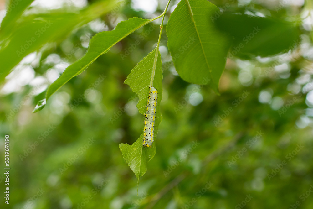 Fototapeta premium Plants damaged by caterpillar. Plant health protection.