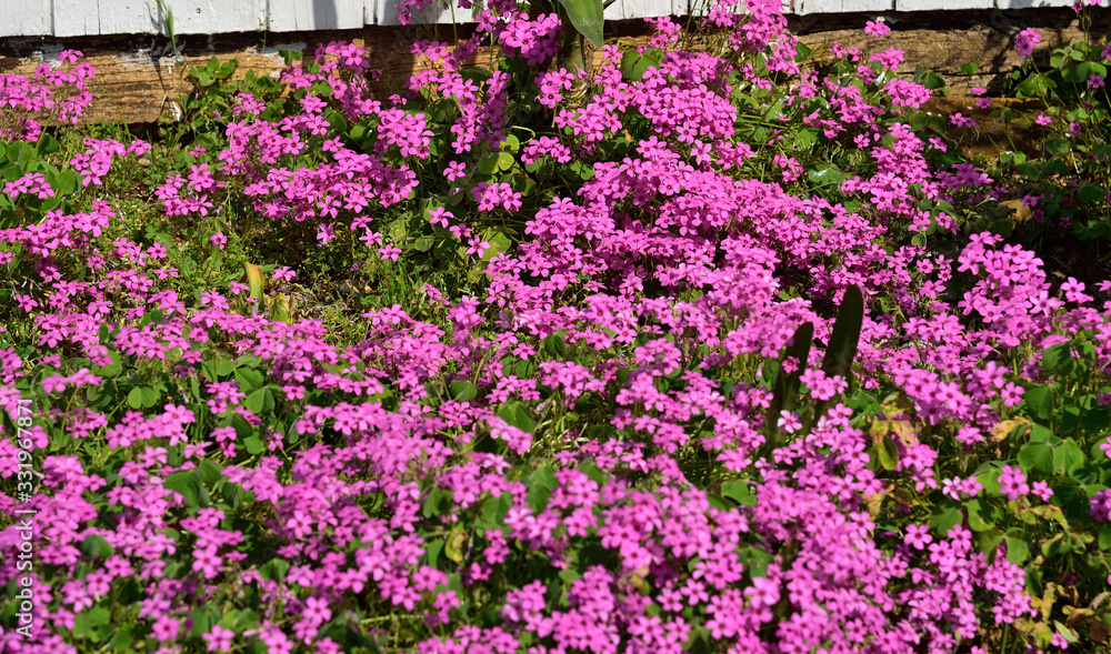 Mediterranean flowers right next to the decorated stone-walk in Omis, Dalmatia, Croatia, Europe Mediterranean flowers right next to the decorated stone-walk in Omis, Dalmatia, Croatia, Europe