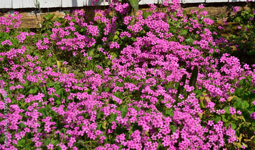 Mediterranean flowers right next to the decorated stone-walk in Omis, Dalmatia, Croatia, Europe