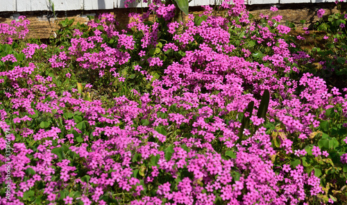 Mediterranean flowers right next to the decorated stone-walk in Omis, Dalmatia, Croatia, Europe © gadzius