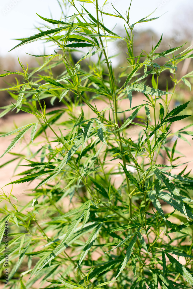 Obraz premium marijuana plant