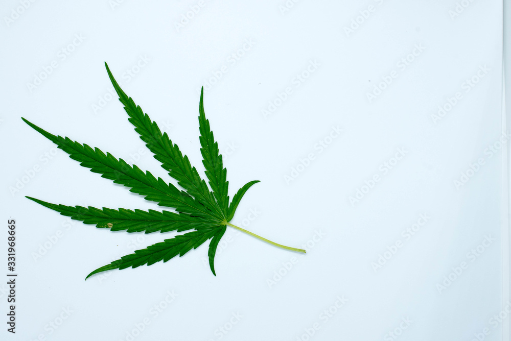 marijuana plant on white background marijuana plant on white background