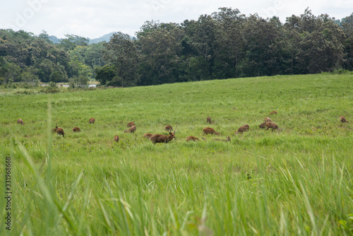 Thung ka mang : Deers in the green grass meadow with forest and cloudy background in Thung ka mang . Phu khiao conservation area , Thailand 