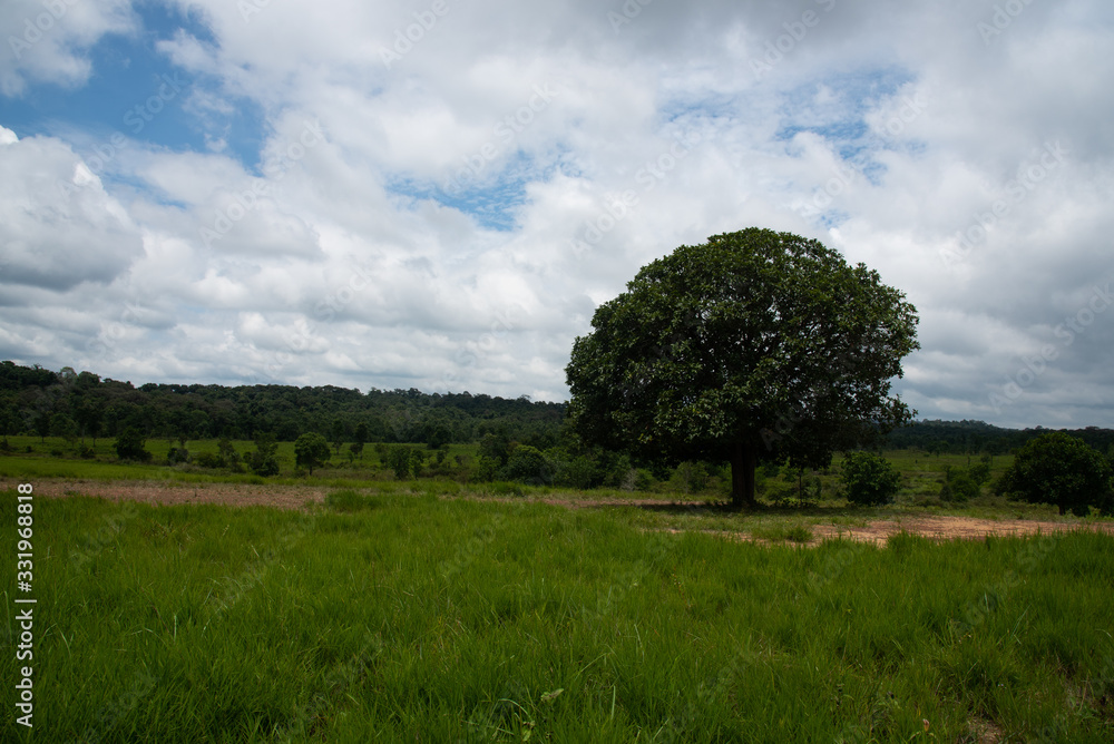 Thung ka mang : alone tree and green grass meadow with cloudy background Thung ka mang : alone tree and green grass meadow with cloudy background