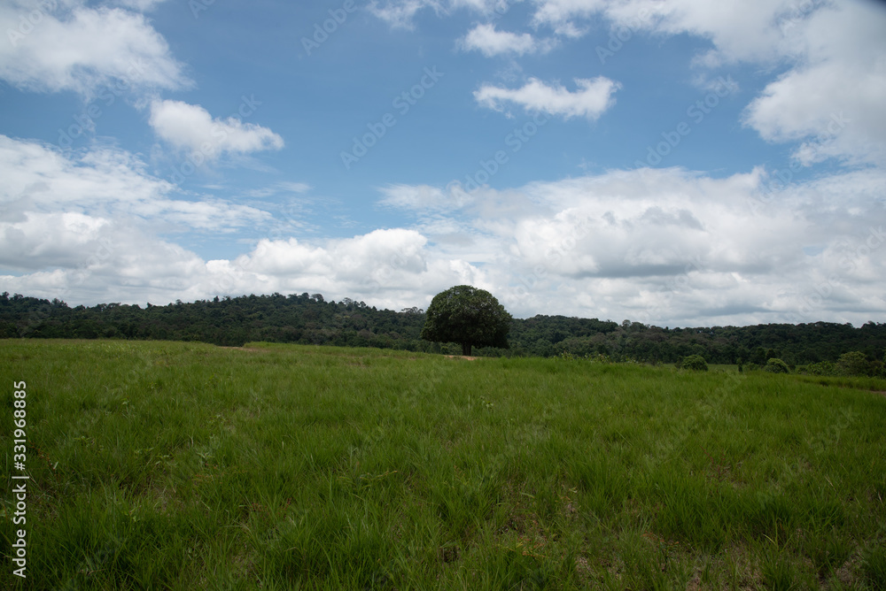 Thung ka mang : alone tree and green grass meadow  with cloudy background 