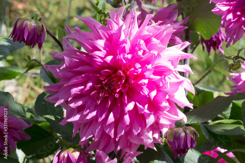 A pink chrysanthemum in a garden