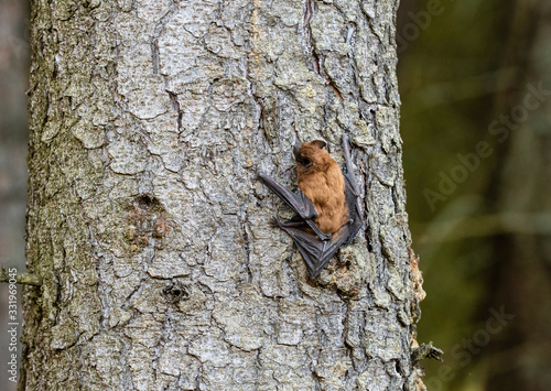 Leisler's bats (Nyctalus leisleri)  on the tree