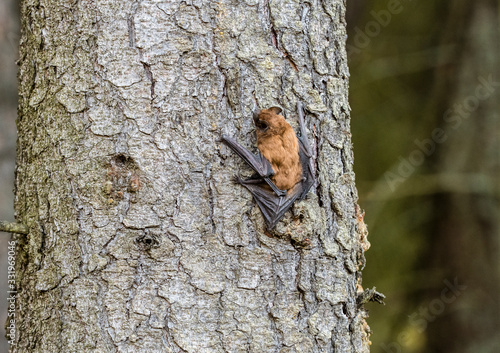Leisler's bats (Nyctalus leisleri) on the tree