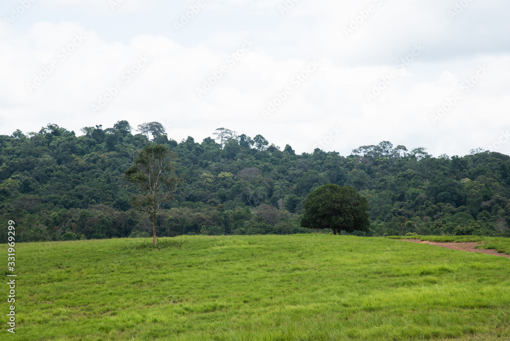 Thung ka mang : alone tree and green grass meadow  with cloudy background 